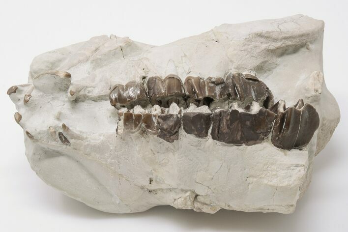5.6" Fossil Running Rhino (Hyracodon) Partial Skull - Wyoming